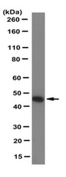 Anti-TRAF1 Antibody, clone 1F3 clone 1F3, from rat