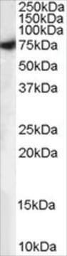 Anti-MUNC18/STXBP1 (Isoform A) antibody produced in goat affinity isolated antibody, buffered aqueous solution