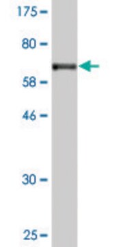 Monoclonal Anti-TEX28 antibody produced in mouse clone 1A8, purified immunoglobulin, buffered aqueous solution