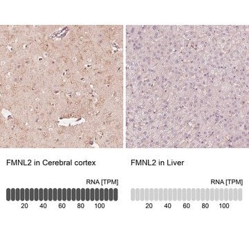 Anti-FMNL2 antibody produced in rabbit Prestige Antibodies&#174; Powered by Atlas Antibodies, affinity isolated antibody, buffered aqueous glycerol solution