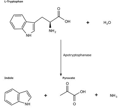 Apotryptophanase from Escherichia coli soluble powder, 75-150&#160;units/mg solid