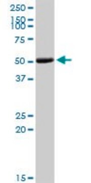 Anti-COL9A3 antibody produced in rabbit purified immunoglobulin, buffered aqueous solution