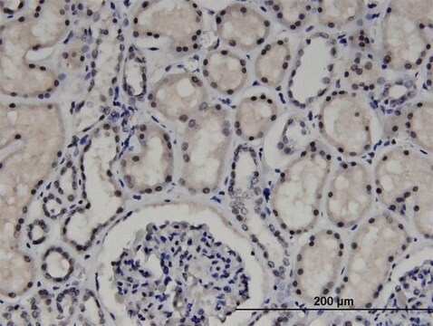 Monoclonal Anti-ZNF266 antibody produced in mouse clone 4G5, purified immunoglobulin, buffered aqueous solution