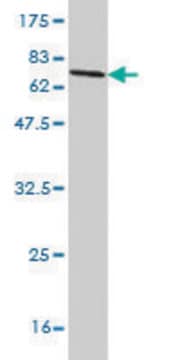 Monoclonal Anti-SAMM50 antibody produced in mouse clone 2A9, purified immunoglobulin, buffered aqueous solution