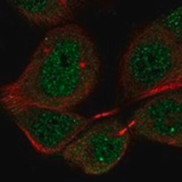 Anti-PIGX antibody produced in rabbit Prestige Antibodies&#174; Powered by Atlas Antibodies, affinity isolated antibody, buffered aqueous glycerol solution