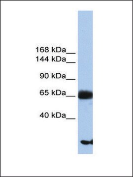 Anti-PIGO antibody produced in rabbit affinity isolated antibody