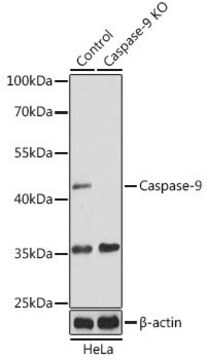 Anti-Caspase 9 antibody produced in rabbit