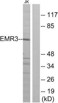 Anti-EMR3 antibody produced in rabbit affinity isolated antibody