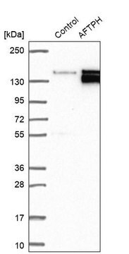 Anti-AFTPH antibody produced in rabbit Prestige Antibodies&#174; Powered by Atlas Antibodies, affinity isolated antibody, buffered aqueous glycerol solution