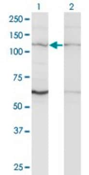 Monoclonal Anti-ZNF268, (N-terminal) antibody produced in mouse clone 3B4, purified immunoglobulin, buffered aqueous solution