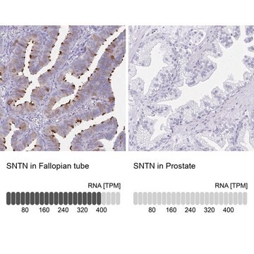 Anti-SNTN antibody produced in rabbit Prestige Antibodies&#174; Powered by Atlas Antibodies, affinity isolated antibody, buffered aqueous glycerol solution