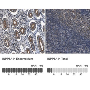 Anti-INPP5A antibody produced in rabbit Prestige Antibodies&#174; Powered by Atlas Antibodies, affinity isolated antibody, buffered aqueous glycerol solution