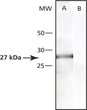 Anti-Ubiquitin C-terminal Hydrolase L1 (TS-21) antibody produced in rabbit IgG fraction of antiserum, buffered aqueous solution