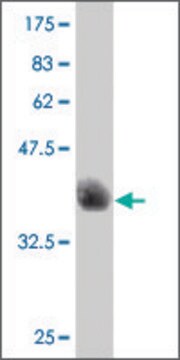 ANTI-SOX8 antibody produced in mouse clone 8D8, purified immunoglobulin, buffered aqueous solution