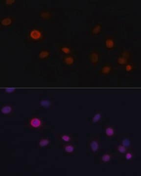 Anti-CDKN1A antibody produced in rabbit