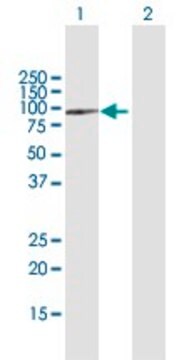 Anti-SPG7 antibody produced in mouse purified immunoglobulin, buffered aqueous solution