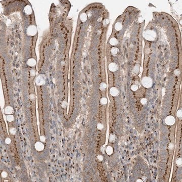 Anti-CUX1 antibody produced in rabbit Prestige Antibodies&#174; Powered by Atlas Antibodies, affinity isolated antibody, buffered aqueous glycerol solution