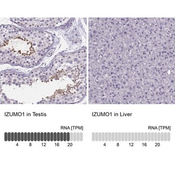 Anti-IZUMO1 antibody produced in rabbit Prestige Antibodies&#174; Powered by Atlas Antibodies, affinity isolated antibody, buffered aqueous glycerol solution