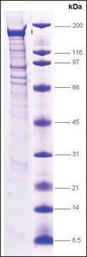 BRG1, wild type human recombinant, expressed in insect cells, &#8805;80% (SDS-PAGE)