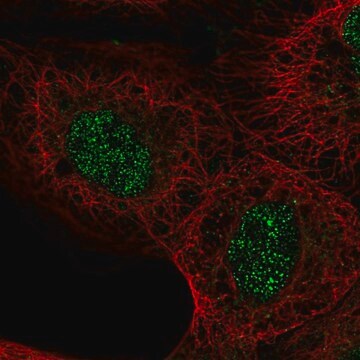 Anti-ASXL2 antibody produced in rabbit Prestige Antibodies&#174; Powered by Atlas Antibodies, affinity isolated antibody