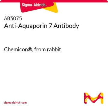 Anti-Aquaporin 7 Antibody Chemicon&#174;, from rabbit