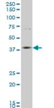 Monoclonal Anti-HOXD11 antibody produced in mouse clone 6D8, purified immunoglobulin, buffered aqueous solution