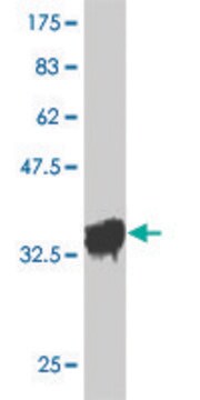 Monoclonal Anti-OXSR1 antibody produced in mouse clone 3F6, purified immunoglobulin, buffered aqueous solution