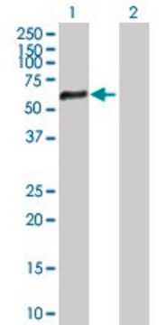 Anti-ZNF34 antibody produced in mouse purified immunoglobulin, buffered aqueous solution