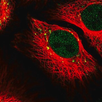 Anti-RANBP6 antibody produced in rabbit Prestige Antibodies&#174; Powered by Atlas Antibodies, affinity isolated antibody