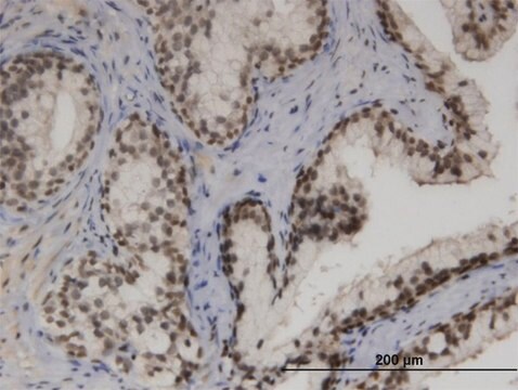 Monoclonal Anti-ZNF3, (N-terminal) antibody produced in mouse clone 1F7, purified immunoglobulin, buffered aqueous solution