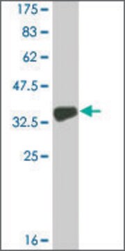 Monoclonal Anti-COL9A3 antibody produced in mouse clone 2B5, ascites fluid