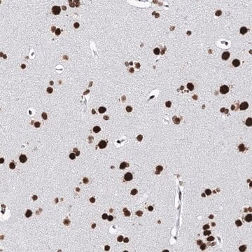 Anti-MATR3 antibody produced in rabbit Prestige Antibodies&#174; Powered by Atlas Antibodies, affinity isolated antibody, buffered aqueous glycerol solution