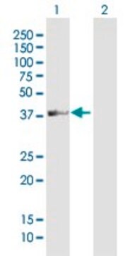 Anti-LOC113179 antibody produced in mouse purified immunoglobulin, buffered aqueous solution