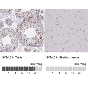 Anti-SCML2 antibody produced in rabbit Prestige Antibodies&#174; Powered by Atlas Antibodies, affinity isolated antibody