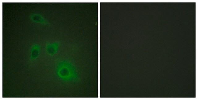 Anti-HSP90B antibody produced in rabbit affinity isolated antibody