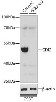 Anti-GDI2 antibody produced in rabbit