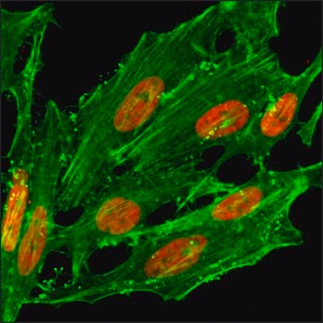 Anti-Acetyl-Histone H2A.Z (Lys7) antibody, Rabbit monoclonal recombinant, expressed in HEK 293 cells, clone RM222, purified immunoglobulin