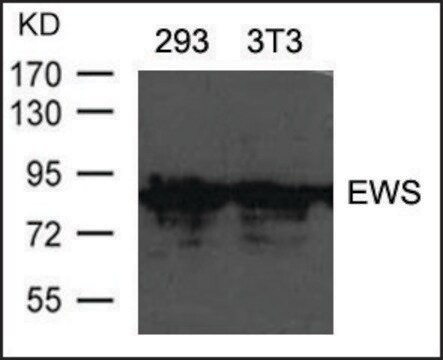 Anti-EWS antibody produced in rabbit affinity isolated antibody