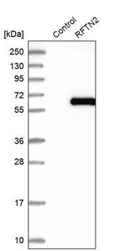 Anti-RFTN2 antibody produced in rabbit Prestige Antibodies&#174; Powered by Atlas Antibodies, affinity isolated antibody, buffered aqueous glycerol solution