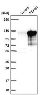 Anti-REPS1 antibody produced in rabbit Prestige Antibodies&#174; Powered by Atlas Antibodies, affinity isolated antibody, buffered aqueous glycerol solution