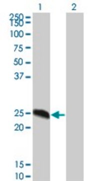 Monoclonal Anti-MGC16186 antibody produced in mouse clone 8G4, purified immunoglobulin, buffered aqueous solution