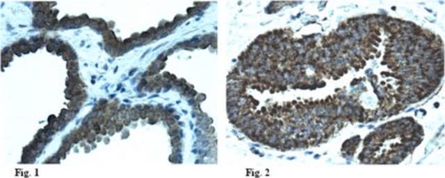 Anti-glutathione p53 (Cys141) Antibody from rabbit, purified by affinity chromatography