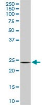 Monoclonal Anti-DCUN1D1, (N-terminal) antibody produced in mouse clone 4B5, purified immunoglobulin, buffered aqueous solution