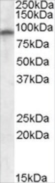 Anti-GRIA4 antibody produced in goat affinity isolated antibody, buffered aqueous solution