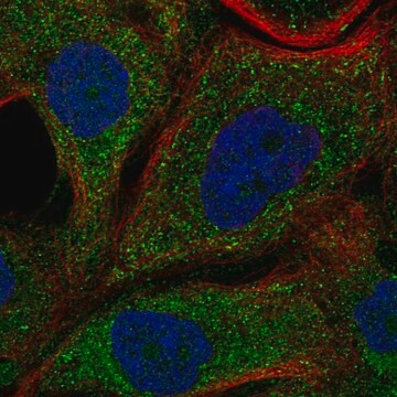 Anti-Ndrg4 Antibody Produced In Rabbit Prestige Antibodies&#174; Powered by Atlas Antibodies, affinity isolated antibody, buffered aqueous glycerol solution