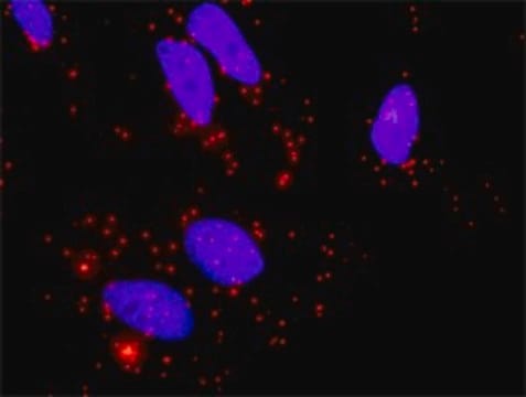 Monoclonal Anti-BMP2, (C-terminal) antibody produced in mouse clone 4B12, purified immunoglobulin, buffered aqueous solution