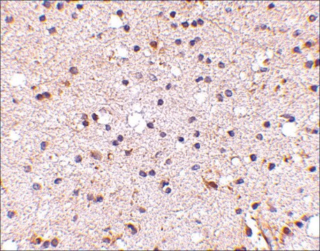 Anti-NPTX2 antibody produced in rabbit affinity isolated antibody, buffered aqueous solution