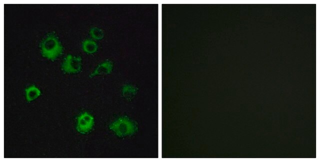 Anti-HCRTR1 antibody produced in rabbit affinity isolated antibody