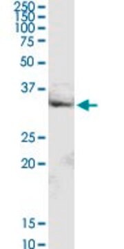 Anti-MRPL16 antibody produced in rabbit purified immunoglobulin, buffered aqueous solution