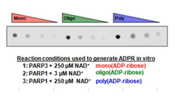 Reactivo de unión anti-poli-ADP-ribosa from Escherichia coli